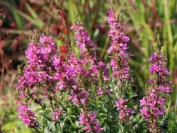 Blut-Weiderich &#8218;Robert&#8216;, Lythrum salicaria &#8218;Robert&#8216;, Topfware