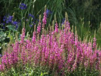 Blut-Weiderich &#8218;Robin&#8216;, Lythrum salicaria &#8218;Robin&#8216;, Topfware