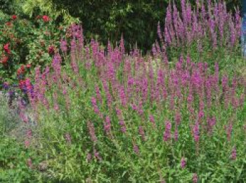 Blut-Weiderich 'Rosy Gem', Lythrum salicaria 'Rosy Gem', Topfware