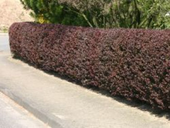 Blutberberitze / Rote Heckenberberitze &#8218;Atropurpurea&#8216;, 30-40 cm, Berberis thunbergii &#8218;Atropurpurea&#8216;, Containerware