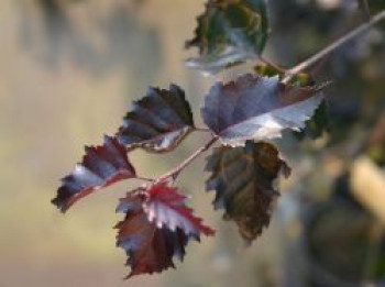 Blutbirke / Purpurbirke &#8218;Purpurea&#8216;, 125-150 cm, Betula pendula &#8218;Purpurea&#8216;, Containerware