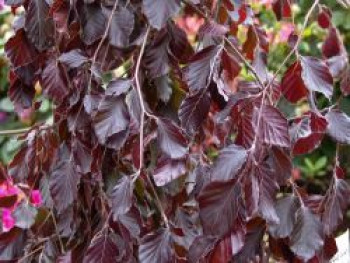 Blutbuche 'Purple Fountain', 100-125 cm, Fagus sylvatica 'Purple Fountain', Containerware