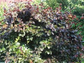 Süntel-Buche / Blutbuche &#8218;Tortuosa Purpurea&#8216;, 60-80 cm, Fagus sylvatica var. suentelensis &#8218;Tortuosa Purpurea&#8216;, Containerware