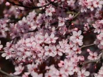 Blutpflaume 'Nigra', 100-150 cm, Prunus cerasifera 'Nigra', Containerware