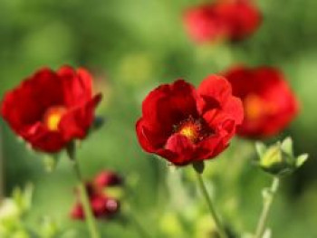 Blutrotblühendes Fingerkraut, Potentilla atrosanguinea, Topfware