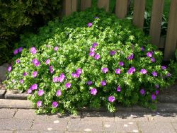 Blutroter Storchschnabel, Geranium sanguineum, Topfware