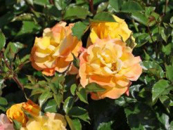 Bodendecker-Rose 'Bright Smiles' ®, Rosa 'Bright Smiles' ®, Containerware