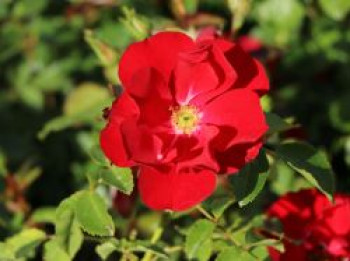 Bodendecker-Rose &#8218;Centro-Rose&#8216;, Rosa &#8218;Centro-Rose&#8216;, Containerware