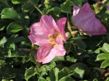 Bodendecker-Rose &#8218;Dagmar Hastrup&#8216;, Rosa rugosa &#8218;Dagmar Hastrup&#8216;, Containerware