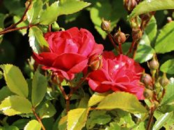 Bodendecker-Rose 'Fairy Dance' ®, Rosa 'Fairy Dance' ®, Topfware