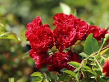 Bodendecker-Rose 'Fairy King', Rosa 'Fairy King', Containerware