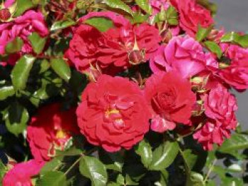 Bodendecker-Rose Flower Carpet ® &#8218;Heidefeuer&#8216; ®, Rosa Flower Carpet ® &#8218;Heidefeuer&#8216; ®, Containerware