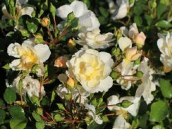 Bodendecker-Rose &#8218;Heidesommer&#8216; ®, Rosa &#8218;Heidesommer&#8216; ®, Containerware