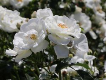 Bodendecker-Rose &#8218;Innocencia&#8216; ®, Rosa &#8218;Innocencia&#8216; ® ADR-Rose, Containerware