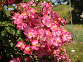 Bodendecker-Rose &#8218;Juanita&#8216; ®, Rosa &#8218;Juanita&#8216; ® ADR-Rose, Wurzelware