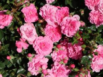 Bodendecker-Rose &#8218;Knirps&#8216; ®, Rosa &#8218;Knirps&#8216; ®, Containerware