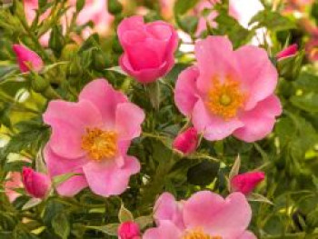 Bodendecker-Rose 'LandFrauen Rose' ®, Rosa 'LandFrauen Rose' ®, Containerware