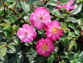 Bodendecker-Rose &#8218;Lavender Dream&#8216; ®, Rosa &#8218;Lavender Dream&#8216; ®, Containerware