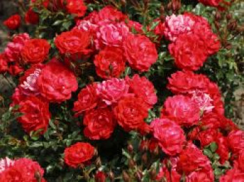 Bodendecker-Rose &#8218;Limesglut&#8216; ®, Rosa &#8218;Limesglut&#8216; ®, Containerware