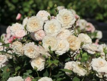 Bodendecker-Rose 'Little White Pet', Rosa 'Little White Pet', Containerware