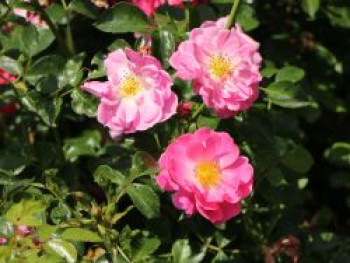 Bodendecker-Rose &#8218;Magic Meidiland&#8216; ®, Rosa &#8218;Magic Meidiland&#8216; ®, Topfware