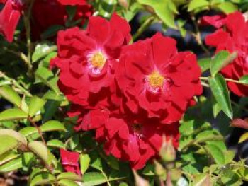 Bodendecker-Rose &#8218;Mainaufeuer&#8216; ®, Rosa &#8218;Mainaufeuer&#8216; ®, Containerware