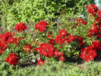 Bodendecker-Rose 'Matador' ®, Rosa 'Matador' ® ADR-Rose, Containerware