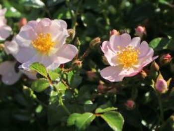 Bodendecker-Rose 'Medeo' ®, Rosa 'Medeo' ® ADR-Rose, Containerware