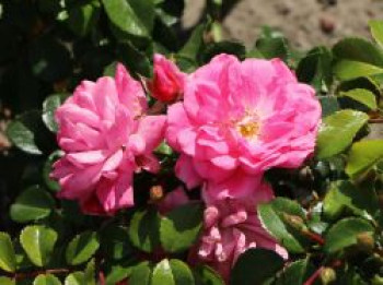 Bodendecker-Rose &#8218;Palmengarten Frankfurt&#8216;, Rosa &#8218;Palmengarten Frankfurt&#8216;, Containerware