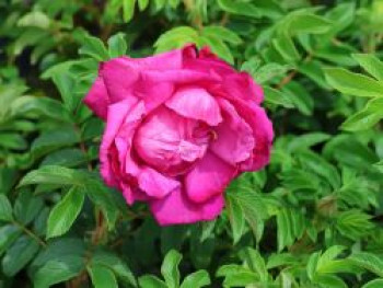 Bodendecker-Rose 'Purple Roadrunner ®', Rosa 'Purple Roadrunner ®', Containerware