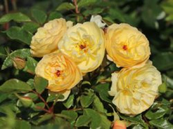 Bodendecker-Rose 'Sonnenschirm' ®, Rosa 'Sonnenschirm' ®, Wurzelware