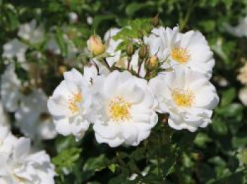 Bodendecker-Rose &#8218;Diamant&#8216; ®, Rosa &#8218;Diamant&#8216; ® ADR-Rose, Containerware