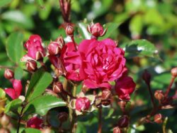 Bodendeckerrose &#8218;Fairy Queen&#8216;, Rosa &#8218;Fairy Queen&#8216;, Containerware