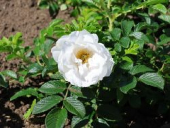 Bodendeckerrose 'Frozen Roadrunner' ®, Rosa 'Frozen Roadrunner' ®, Containerware