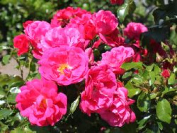 Bodendeckerrose &#8218;Gärtnerfreude&#8216; ® / &#8218;Toscana&#8216; ®, Rosa &#8218;Gärtnerfreude&#8216; ® / &#8218;Toscana&#8216; ®, Containerware