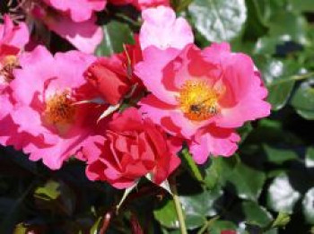 Bodendeckerrose 'HOPPLA'  ®, Rosa 'HOPPLA'  ®, Containerware