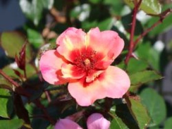 Bodendeckerrose 'Jojo ® Peach', Rosa 'Jojo ® Peach', Containerware