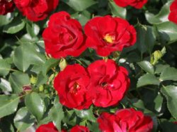 Bodendeckerrose &#8218;Marondo&#8216; ®, Rosa &#8218;Marondo&#8216; ®, Containerware