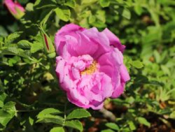 Bodendeckerrose 'Pink Roadrunner ®', Rosa 'Pink Roadrunner ®', Containerware