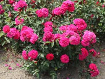 Bodendeckerrose &#8218;Purple Rain&#8216; ®, Rosa &#8218;Purple Rain&#8216; ®, Containerware