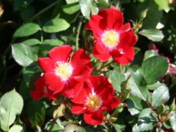 Bodendecker-Rose &#8218;Red Meidiland&#8216;, Rosa &#8218;Red Meidiland&#8216;, Containerware