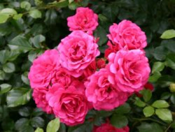 Bodendeckerrose &#8218;Rody&#8216; ®, Rosa &#8218;Rody&#8216; ®, Containerware