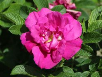 Bodendeckerrose &#8218;Rote Apart&#8216;, Rosa &#8218;Rote Apart&#8216;, Containerware