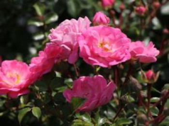 Bodendeckerrose &#8218;Satina&#8216; ®, Rosa &#8218;Satina&#8216; ® ADR-Rose, Containerware