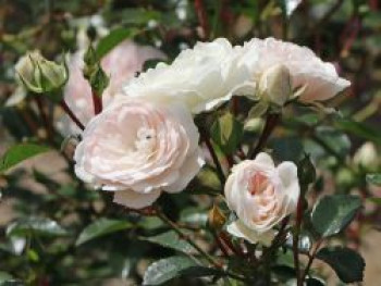 Bodendecker-Rose 'Sea Foam', Rosa 'Sea Foam', Containerware