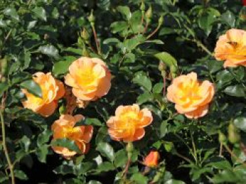 Bodendecker-Rose &#8218;Sedana&#8216; ®, Rosa &#8218;Sedana&#8216; ® ADR-Rose, Containerware