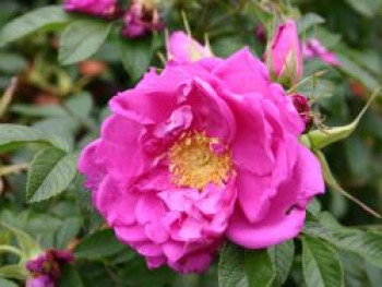 Bodendeckerrose 'Smart Roadrunner ®', Rosa 'Smart Roadrunner ®', Containerware