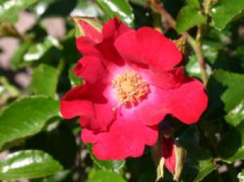 Bodendeckerrose 'Sommerabend' ®, Rosa 'Sommerabend' ®, Containerware