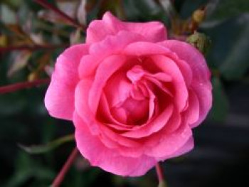 Bodendeckerrose &#8218;Sommermärchen&#8216; ®, Rosa &#8218;Sommermärchen&#8216; ®, Wurzelware