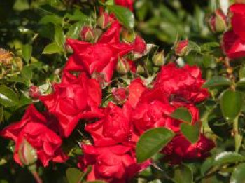 Bodendeckerrose &#8218;Sorrento&#8216; ®, Rosa &#8218;Sorrento&#8216;  ®  ADR-Rose, Containerware